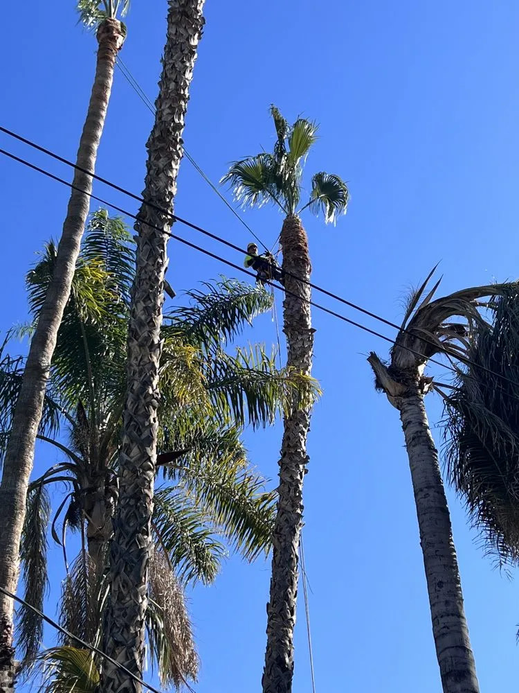 Professional landscaping services experts serving San Fernando, CA - Brenes Landscaping