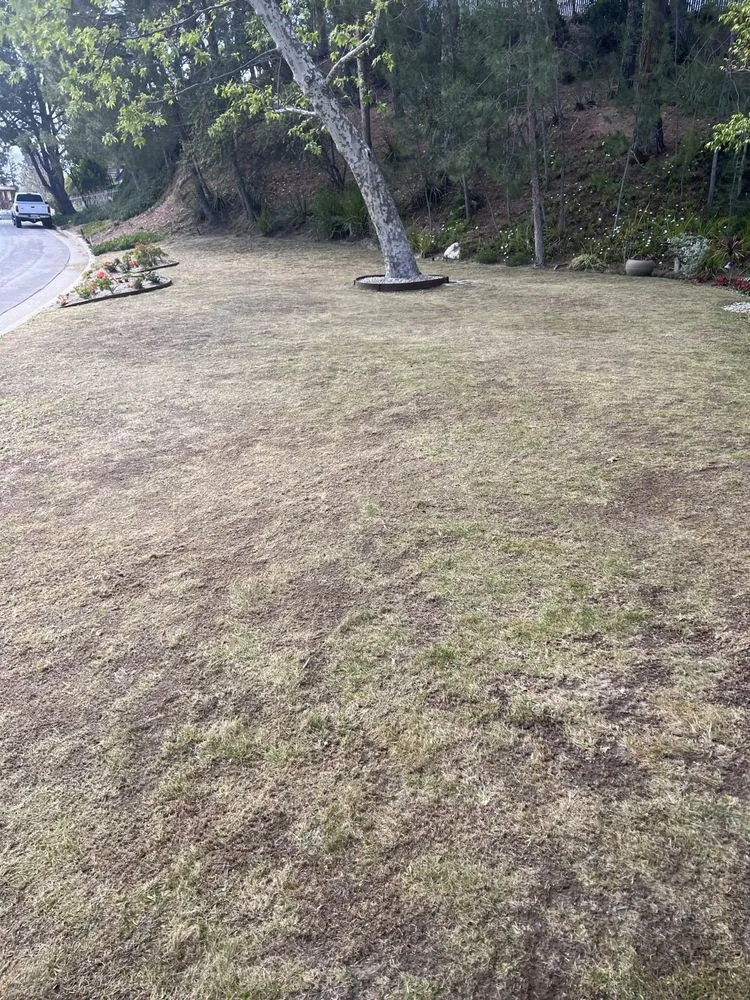 Expert yard maintenance in San Fernando, CA - Brenes Landscaping