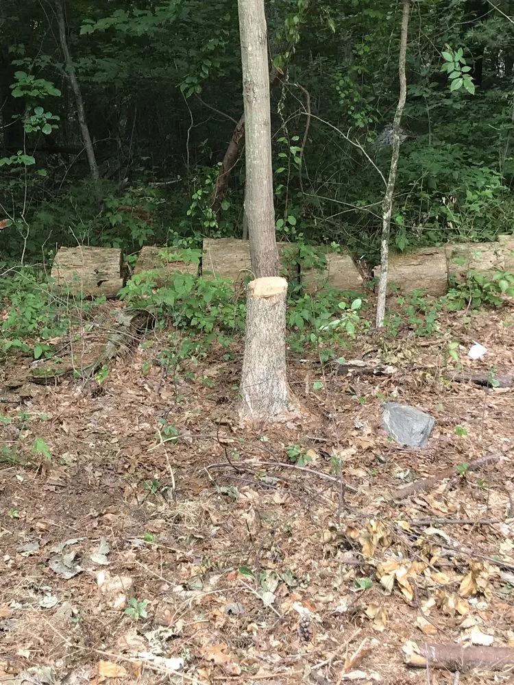 Trusted landscape design for year-round maintenance in Walpole, MA by Brennan Tree & Landscaping