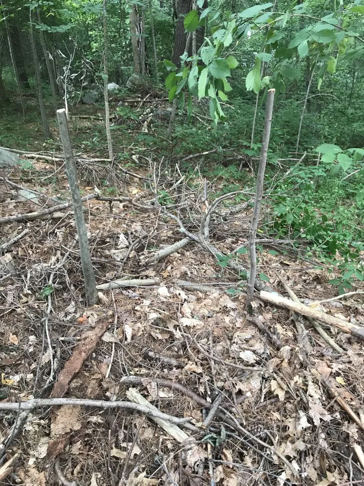 Reliable lawn mowing service experts serving Walpole, MA - Brennan Tree & Landscaping