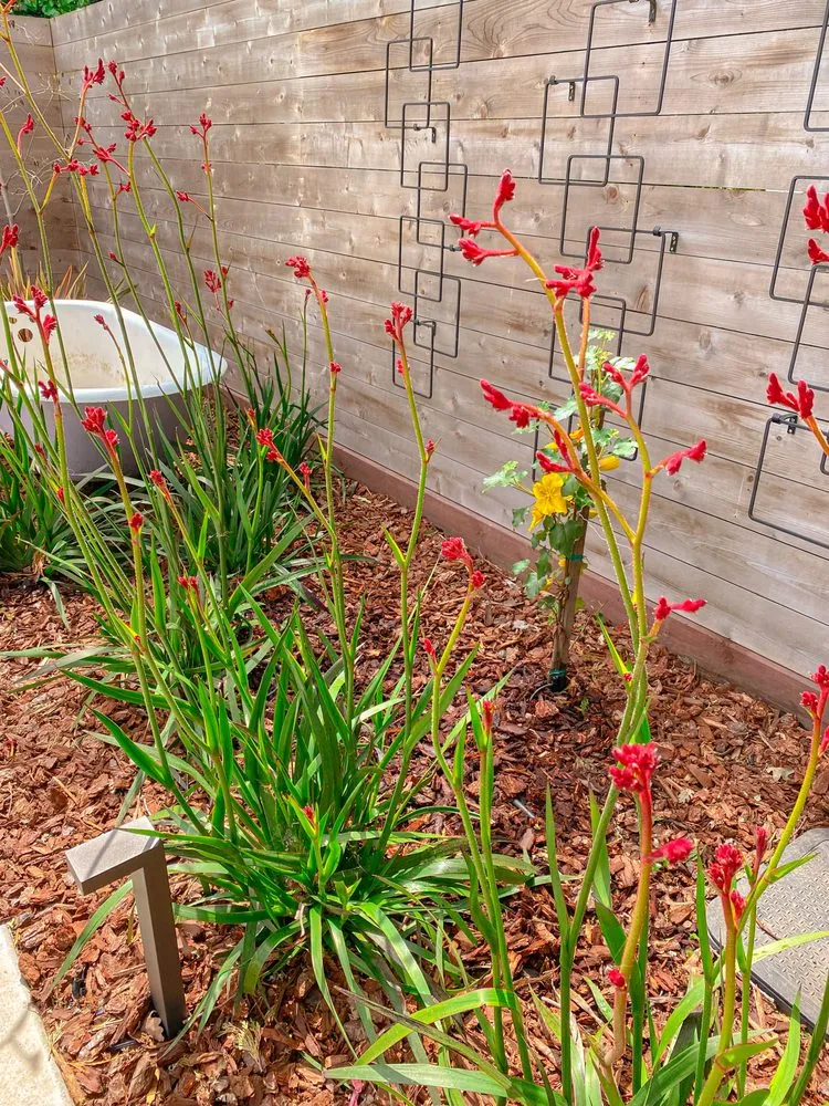 Local lawn care service in Redwood City, CA - Brent Landscaping