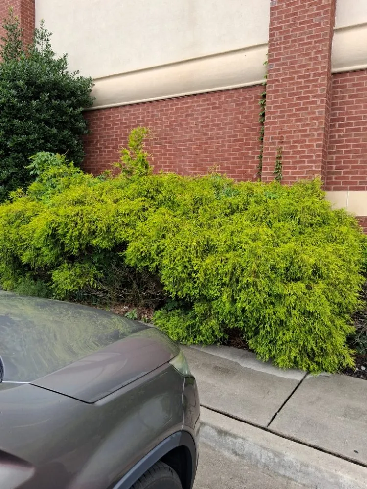 Affordable lawn mowing service with custom design across Peachtree City, GA - Brent Landscaping Services