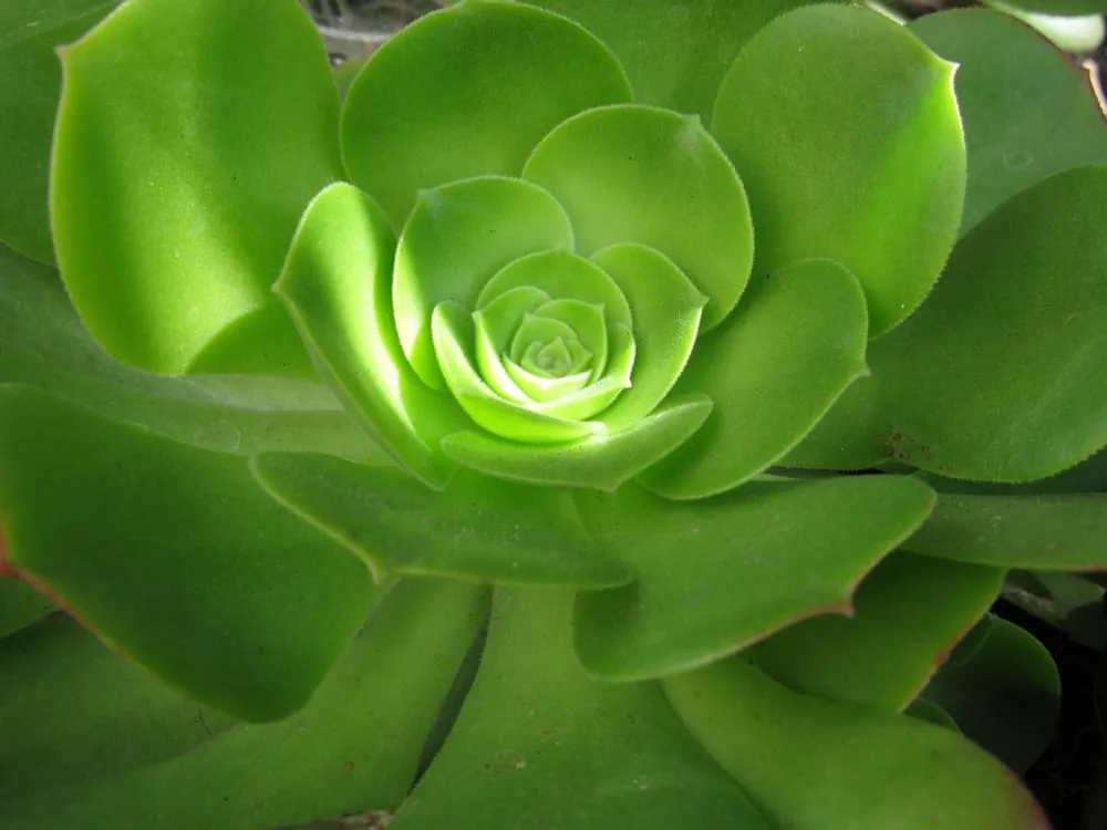 Custom outdoor landscaping for beautiful yards across Culver City, CA - Brentwood Landscape