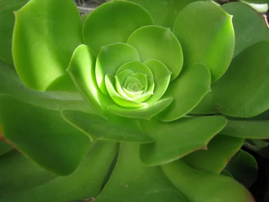 Brentwood Landscape Logo