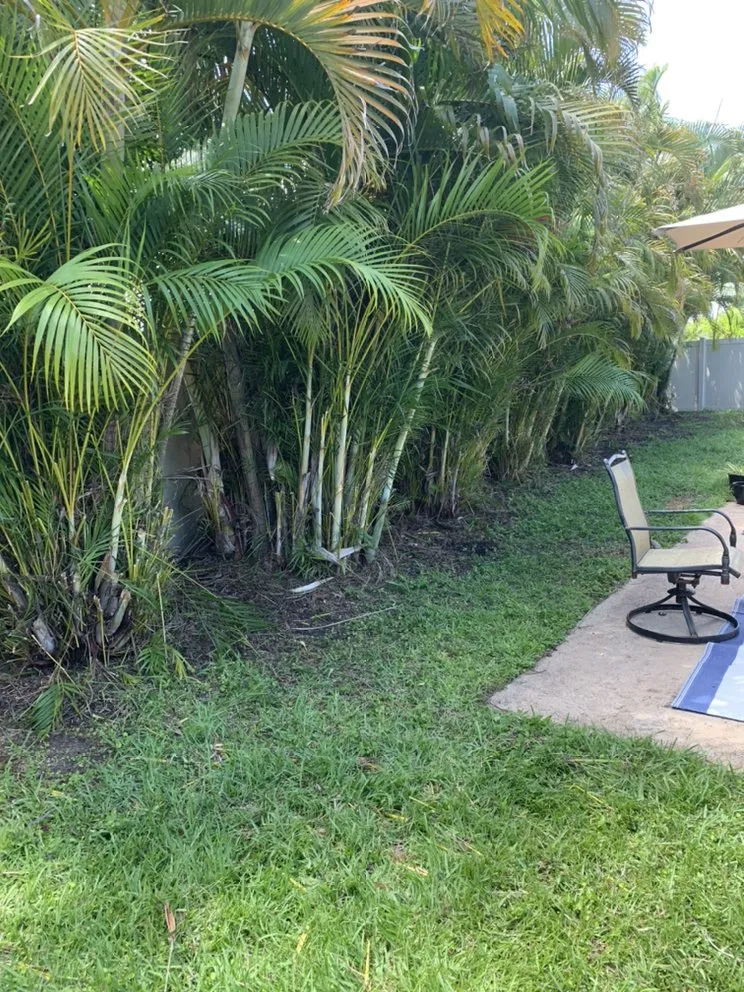Custom yard cleanup service in Port Canaveral, FL - Brevard Born Lawncare
