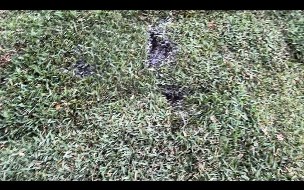 Trusted yard maintenance in Wauchula, FL by Brewer Landscape