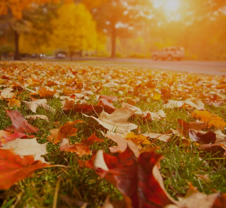 Local landscaping services in Belmont, NC - Brewers LawnCare