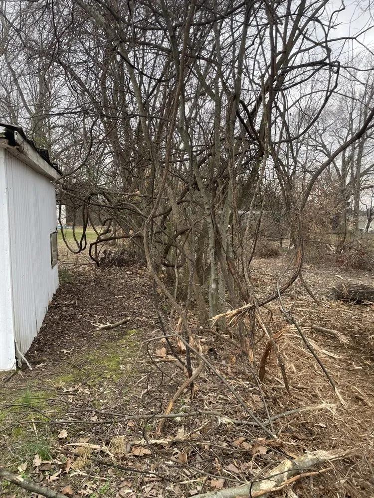 Reliable yard cleanup service for homes across Halls, TN - Brewster Land Improvement