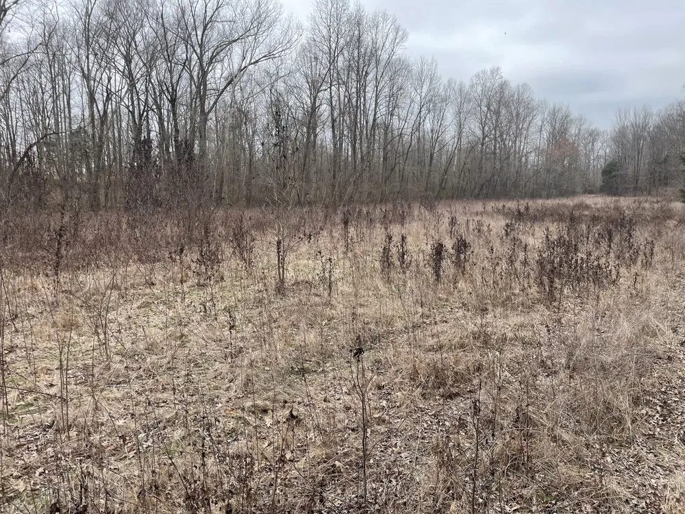 Local yard cleanup service for residential properties in Halls, TN by Brewster Land Improvement