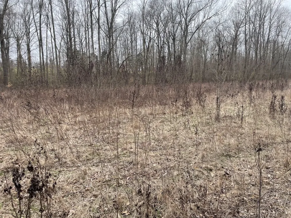 Professional lawn mowing service with custom design in Halls, TN by Brewster Land Improvement