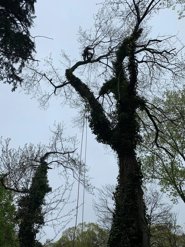 Affordable yard cleanup service for beautiful yards across Hempstead, NY - Brian & Andy Tree Service