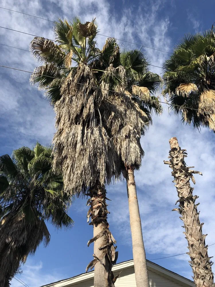 Local lawn mowing service for year-round maintenance in San Antonio, TX by Brian Hild Lawn and Tree Service