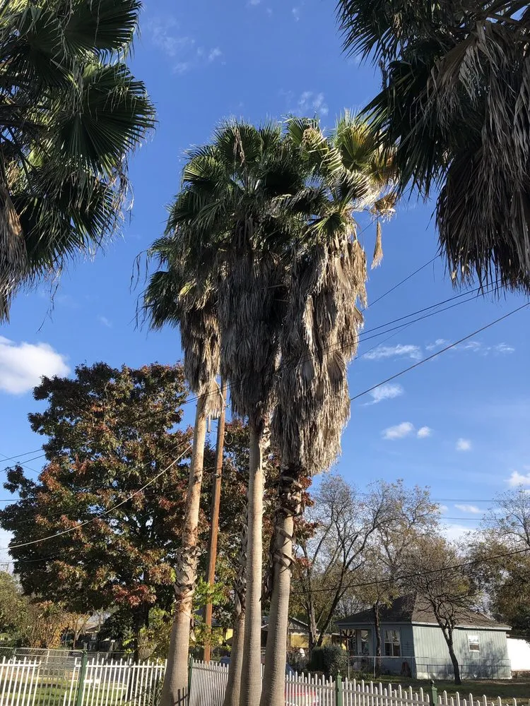 Reliable yard maintenance experts serving San Antonio, TX - Brian Hild Lawn and Tree Service