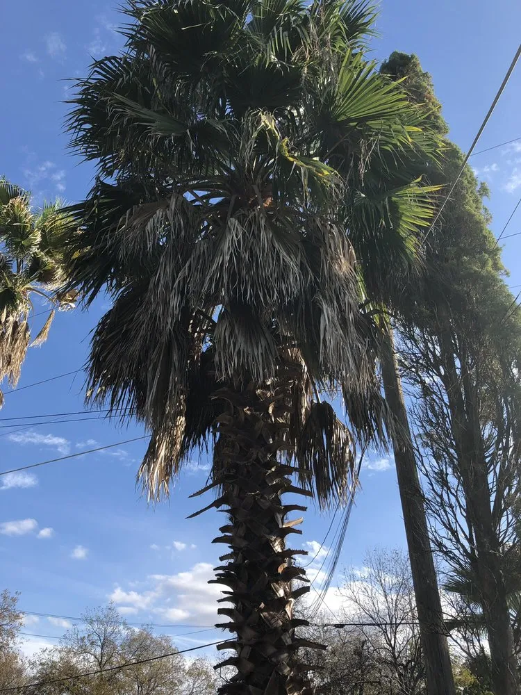 Affordable outdoor landscaping in San Antonio, TX - Brian Hild Lawn and Tree Service