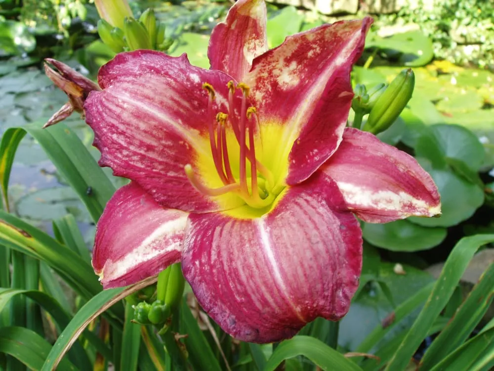 Affordable landscape design for residential properties in Lorain, OH by Brian-Kyles Landscapes of Distinction