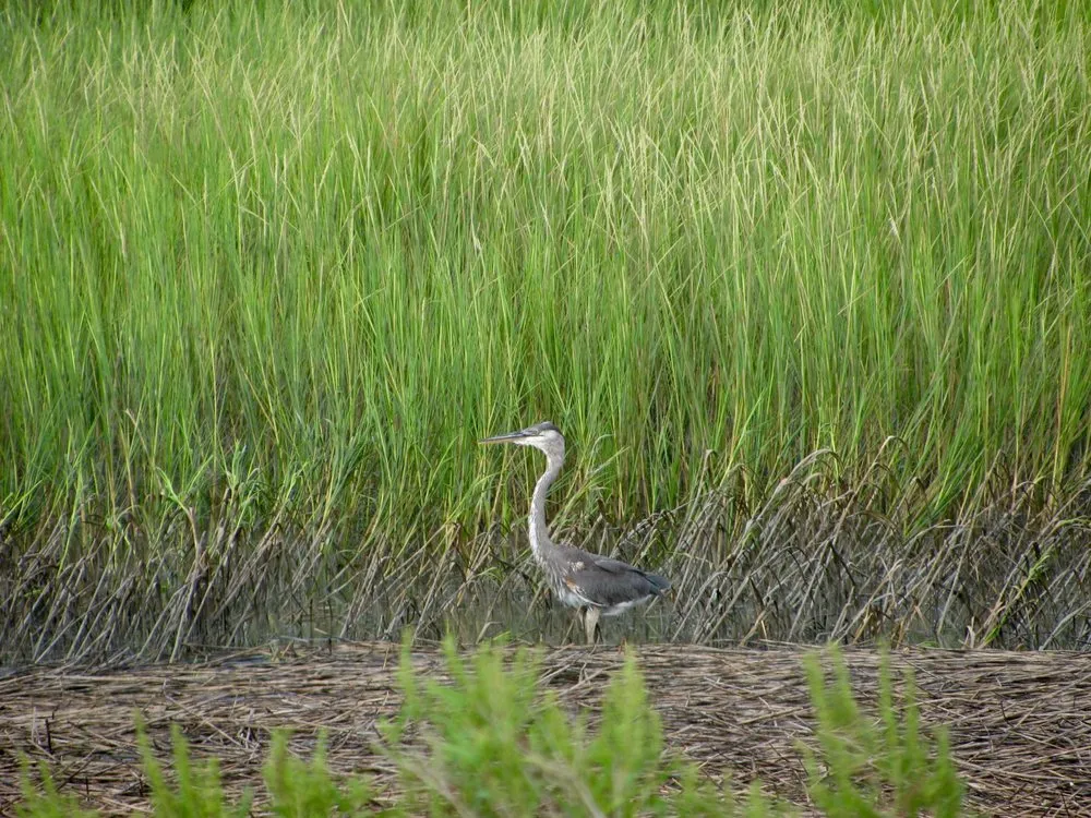 Expert yard maintenance experts serving Charlotte, NC - Brian Paradise Fine Gardens & Landscaping