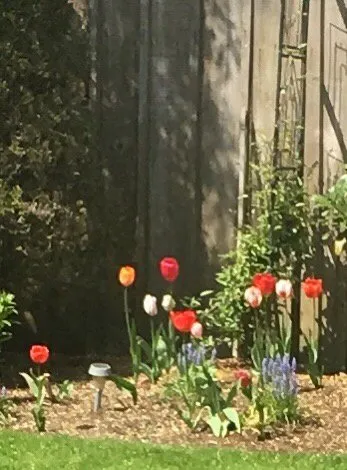 Trusted lawn mowing service in Troutdale, OR - Brian Walsh Co. Lawn & Landscape Maintenance