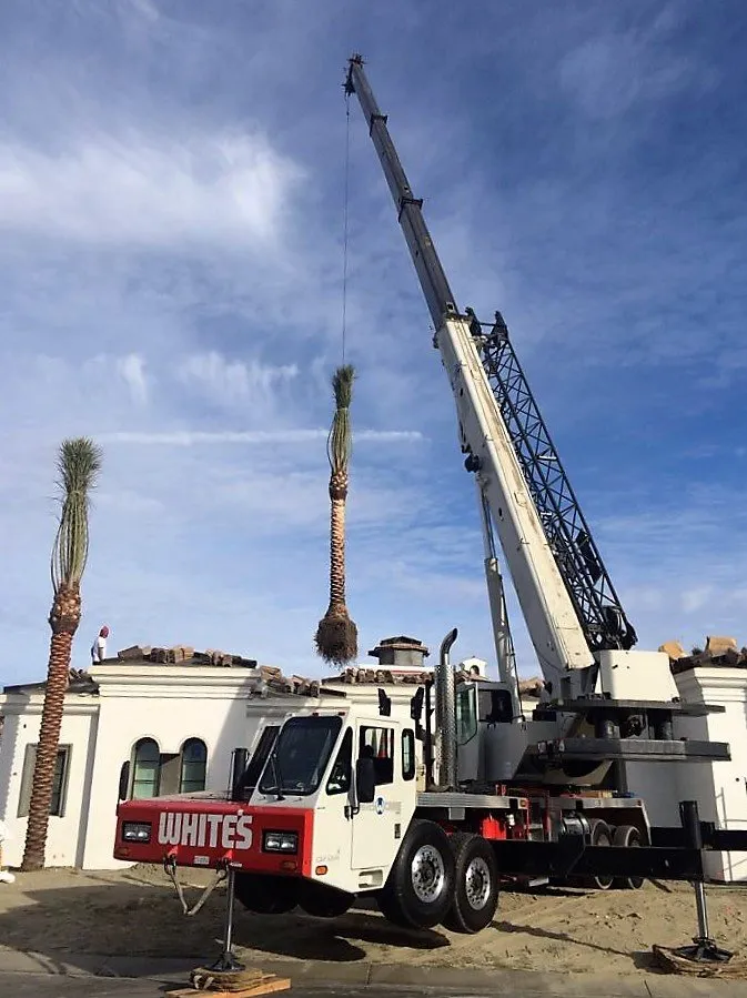 Affordable yard maintenance in Indio, CA - Brian Westlake Landscape