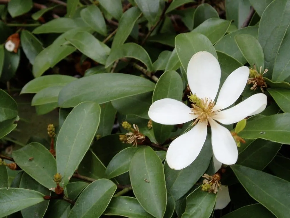 Professional outdoor landscaping in Berkeley, CA - Brian Whyte Designs