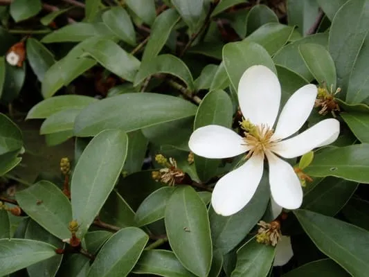 Brian Whyte Designs Logo