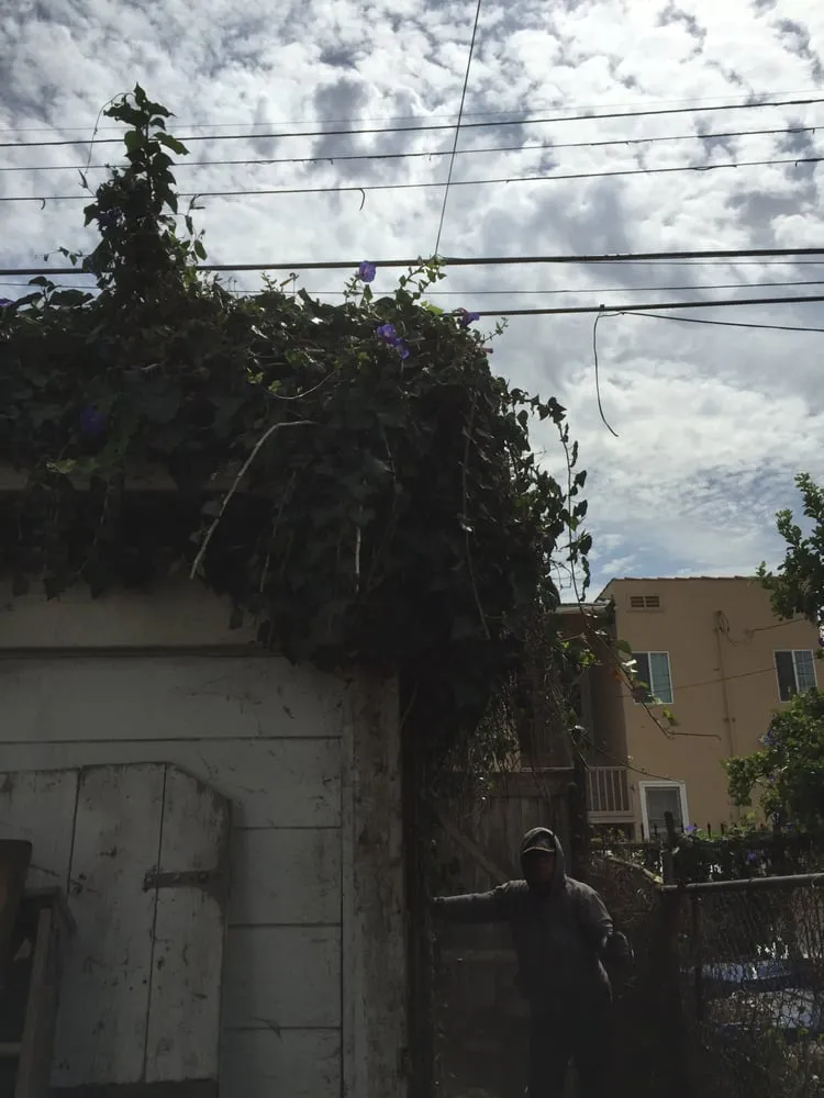 Trusted lawn care service for beautiful yards across Bell, CA - Briano's Landscape