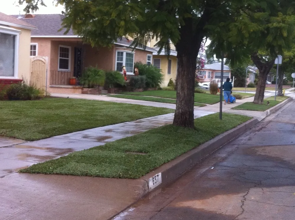 Top-rated yard maintenance in Bell, CA - Briano's Landscape