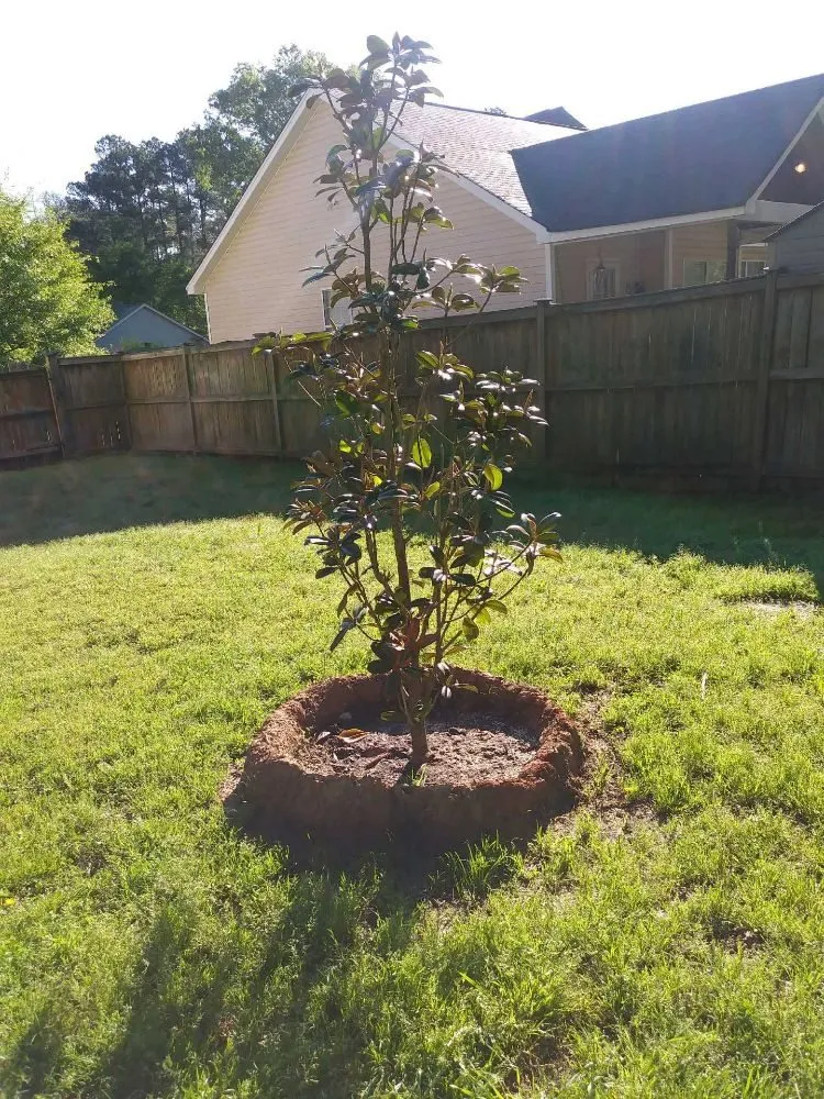 Affordable outdoor landscaping in Irmo, SC by Brian's Freelance Landscaping