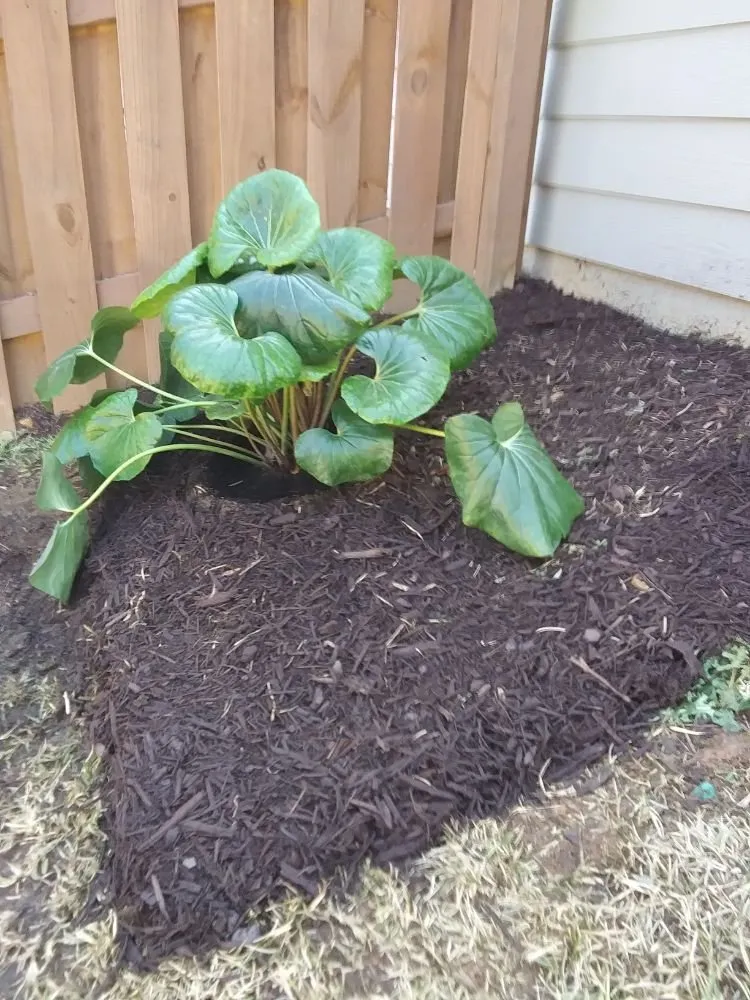 Affordable garden landscaping for homes in Irmo, SC by Brian's Freelance Landscaping