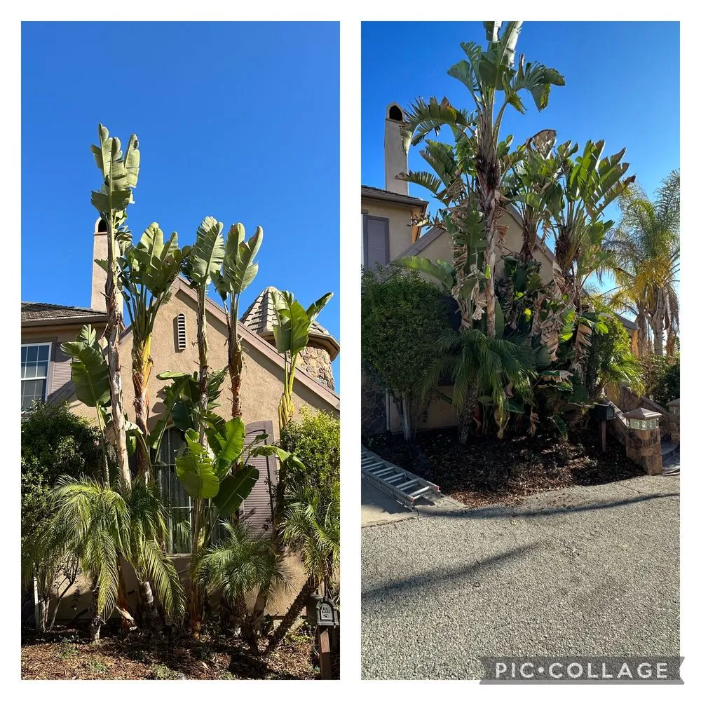 Expert landscaping services in Canoga Park, CA - Brian’s landscape and tree service