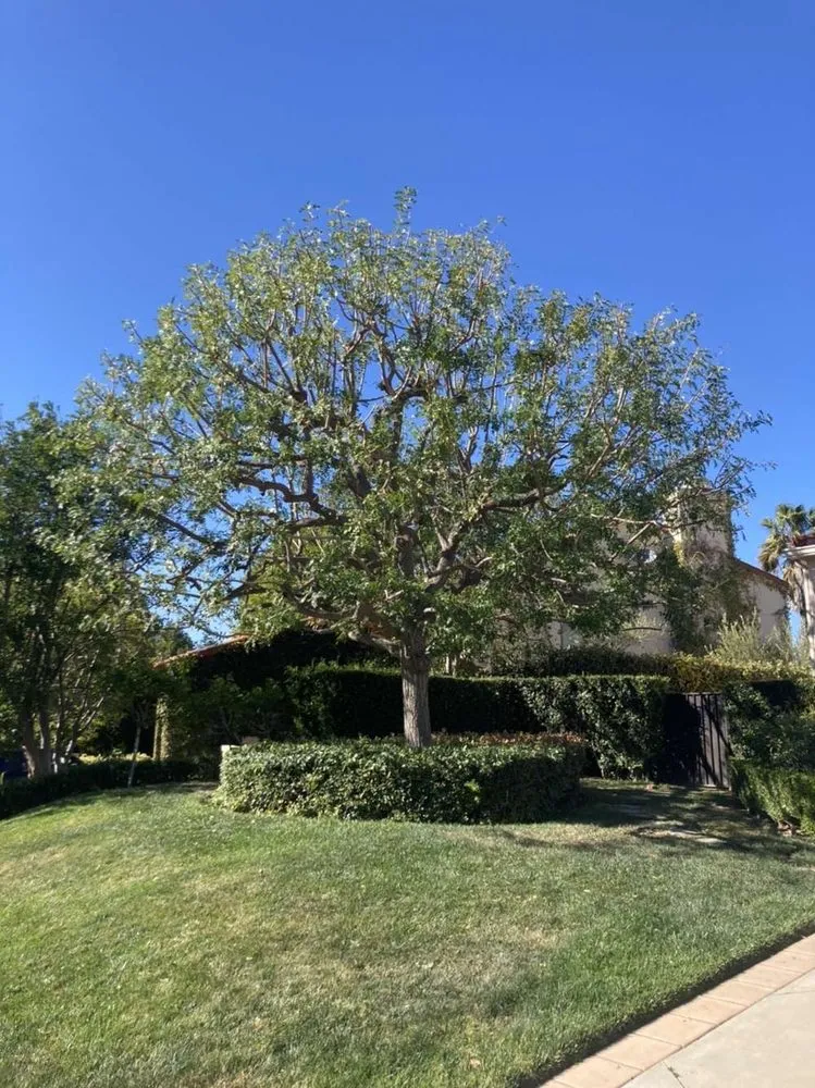 Custom yard maintenance experts serving Canoga Park, CA - Brian’s landscape and tree service