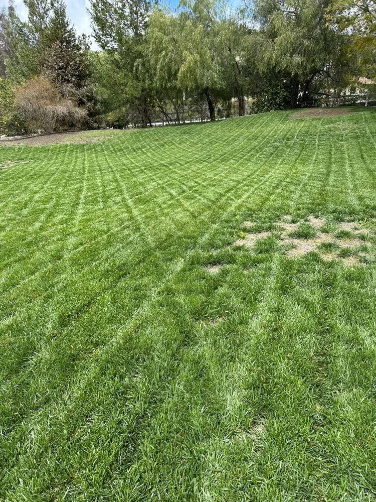 Reliable yard maintenance for year-round maintenance across Canoga Park, CA - Brian’s landscape and tree service
