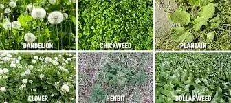 Custom landscaping services with custom design across Battle Lake, MN - Brian's Lawn Care