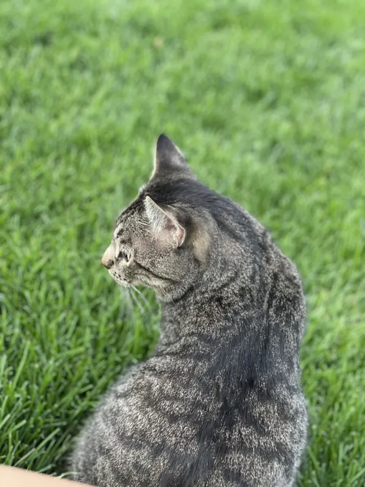 Custom yard cleanup service for beautiful yards across Palmer Lake, CO - Brian’s Lawn Service