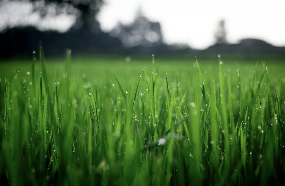 Reliable landscaping services experts serving Vineland, NJ - Brian’s Power Washing and Lawn Mowing