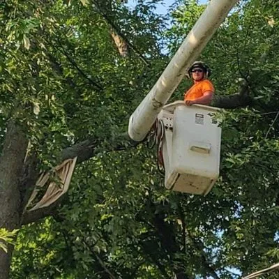 Brian's Shrub and Tree Logo