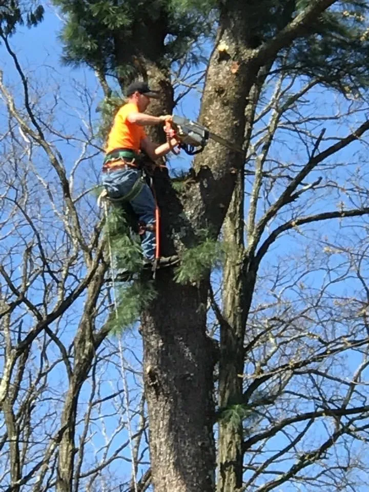 Top-rated lawn mowing service in Charlton, NY by Brians stump grinding and tree service