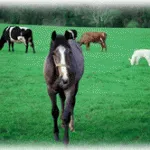 Expert lawn mowing service for homes across Edgewood, WA - Briar Group Inc., Your Hydroseeding Contractor