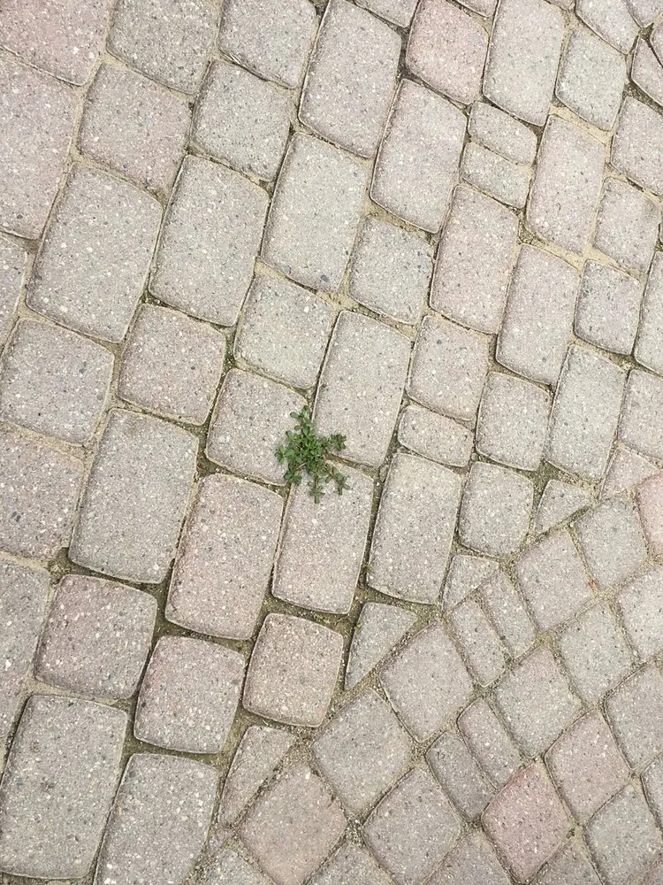 Reliable landscape installation in Saline, MI - Brick Doctor Bill