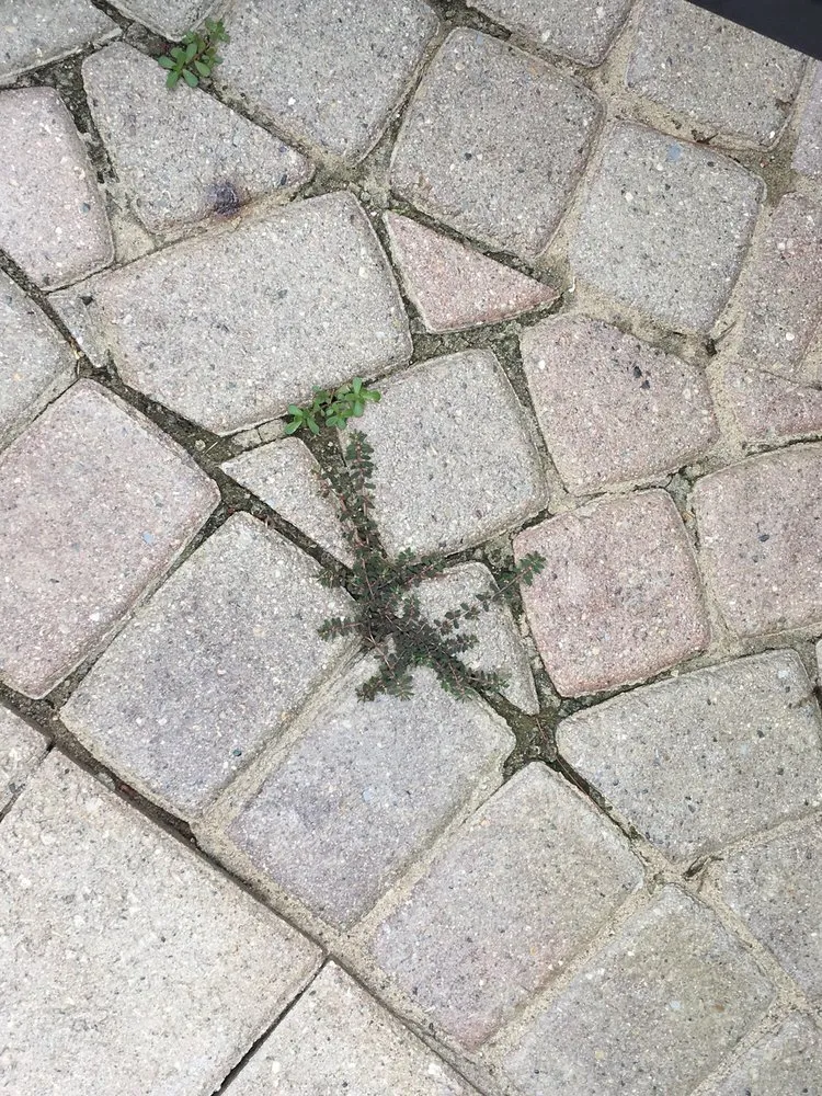 Local lawn mowing service for year-round maintenance across Saline, MI - Brick Doctor Bill