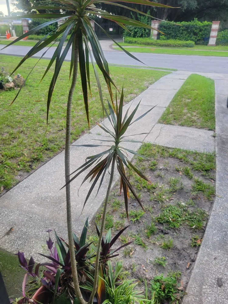 Local landscape design in Winter Haven, FL - Brick's Quality Lawn Care Service