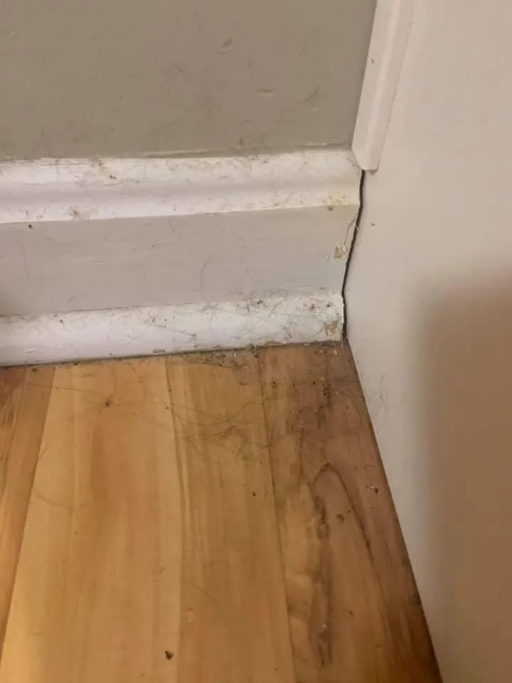 Affordable yard cleanup service experts serving Louisville, KY - Bride & Broom Cleaning Services