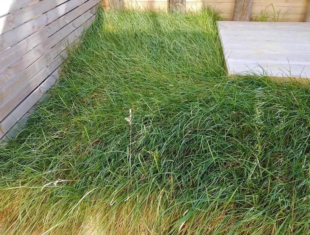 Expert lawn mowing service in Philadelphia, PA - Bridesburg Lawn Care