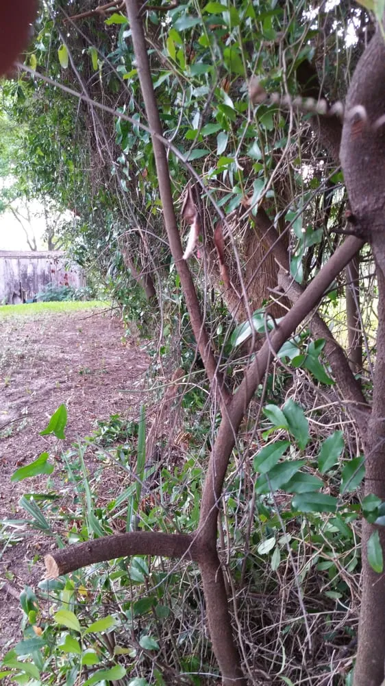 Local yard maintenance near you in Panama City Beach, FL by Bridge To Bridge Lawn Care