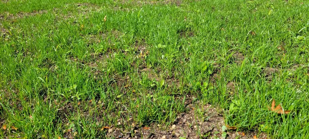 Expert outdoor landscaping in Franklin Square, NY by Briella's Landscaping