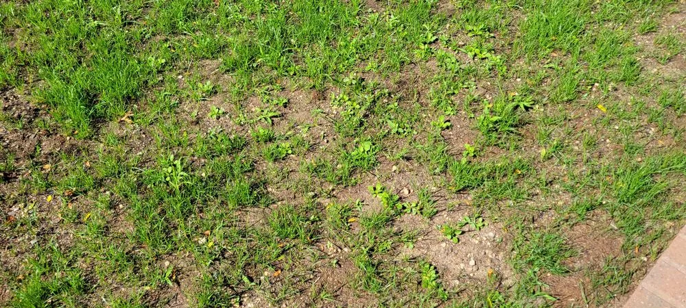 Affordable landscaping services for outdoor upgrades across Franklin Square, NY - Briella's Landscaping