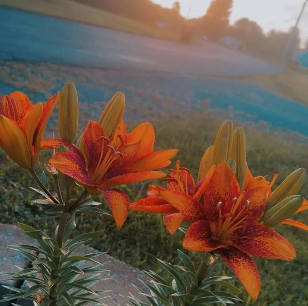 Affordable outdoor landscaping for residential properties in Mount Orab, OH by Brierly Lawn Care