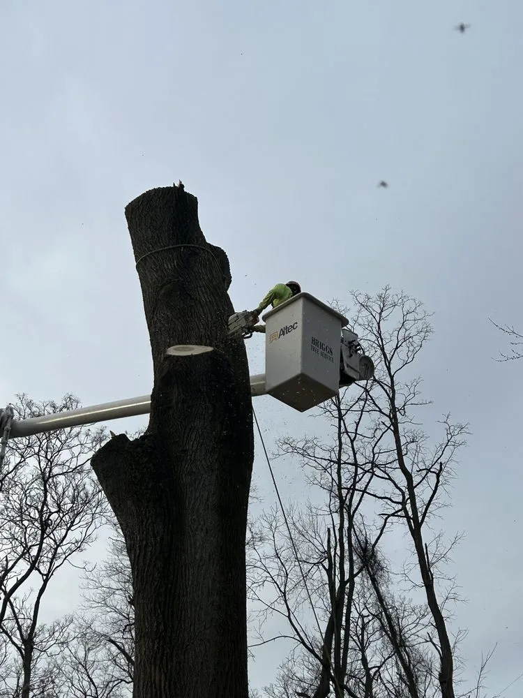 Professional landscape installation near you in Freehold, NJ by Briggs Tree Service & Landscaping