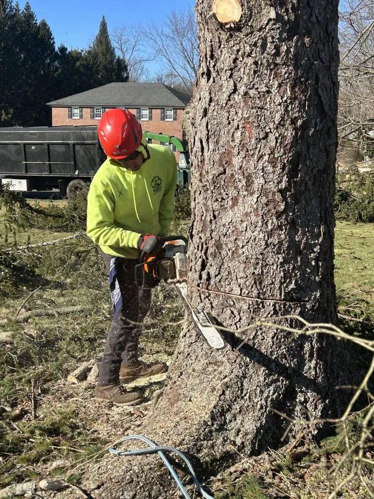 Reliable yard cleanup service for residential properties in Freehold, NJ by Briggs Tree Service & Landscaping
