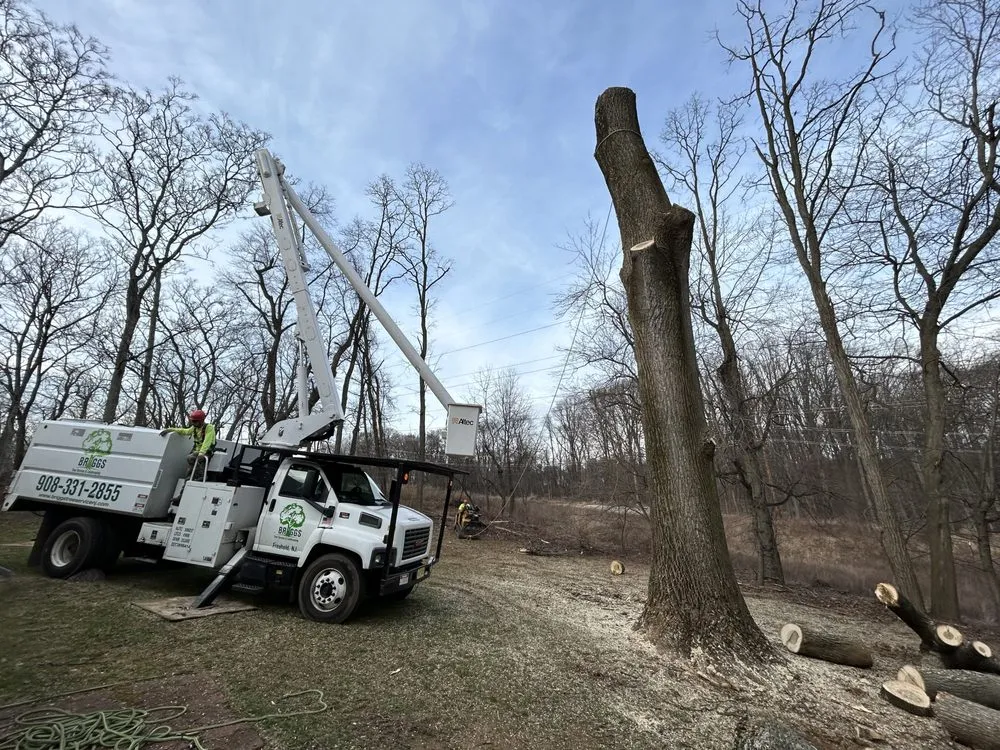 Professional landscaping services experts serving Freehold, NJ - Briggs Tree Service & Landscaping