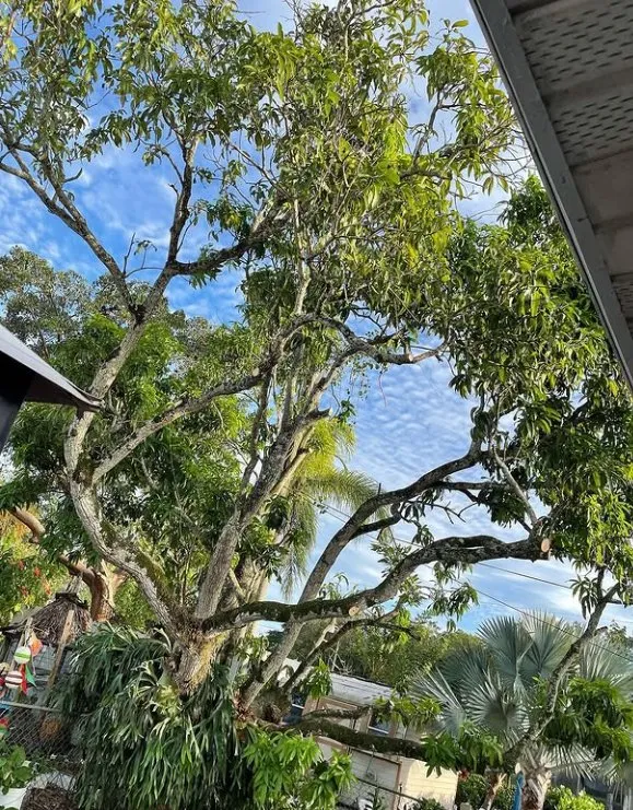 Trusted landscape design with custom design in Homestead, FL by Bright Horizon Landscape